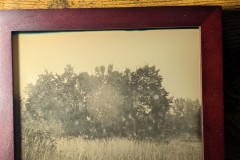 autumn tree